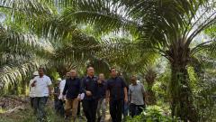 Kebun Tanah Putih, Mutiara PTPN IV Regional III di Batas Riau-Sumatera Utara